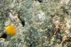 Spirobranchus corniculatus