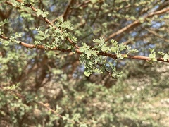 Vachellia tortilis raddiana