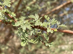 Vachellia tortilis raddiana