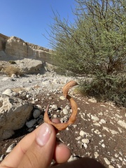 Vachellia tortilis raddiana