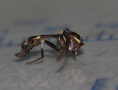Eosalpingogaster