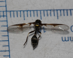 Eosalpingogaster