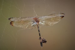 Dythemis velox