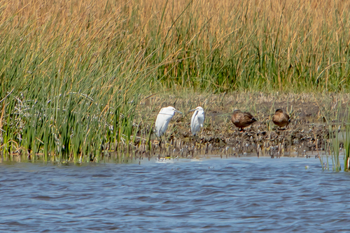 Snowy Egret photographed in Idaho