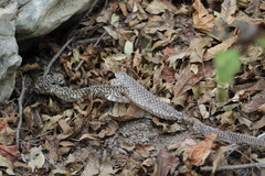 Masticophis flagellum
