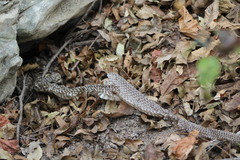 Masticophis flagellum