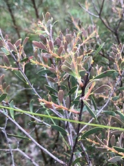 Melaleuca deanei