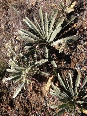 Mentzelia laevicaulis