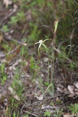 Caladenia denticulata albicans