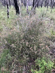 Melaleuca deanei