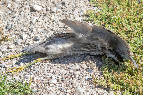 Black-crowned Night Heron photographed in Idaho