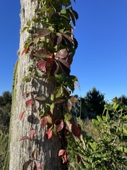 Parthenocissus quinquefolia