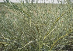 Parkinsonia texana texana