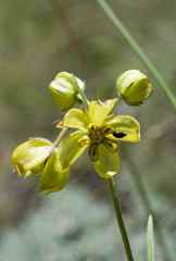 Aspidonepsis cognata