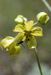 Aspidonepsis cognata