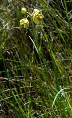 Aspidonepsis cognata