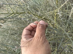 Parkinsonia texana texana