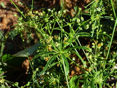 Mollugo verticillata