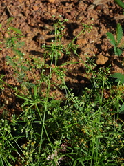 Mollugo verticillata