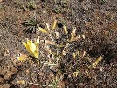 Mentzelia laevicaulis