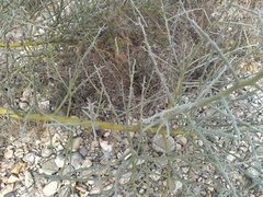 Parkinsonia texana texana