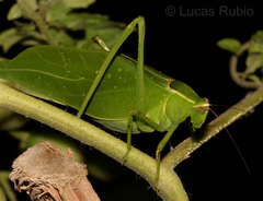 Stilpnochlora nanna