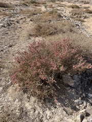 Anabasis articulata