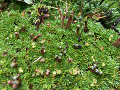 Azorella corymbosa