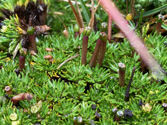 Azorella corymbosa