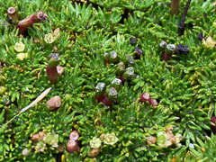 Azorella corymbosa