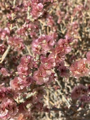 Anabasis articulata