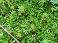 Azorella corymbosa