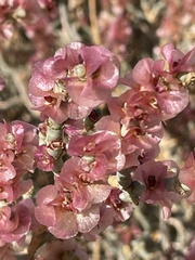 Anabasis articulata
