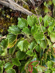Azorella crenata