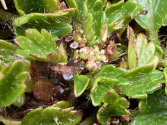 Azorella crenata