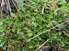 Azorella crenata