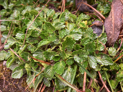 Azorella crenata