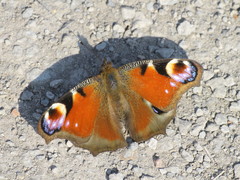 Aglais io