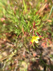 Camissonia strigulosa