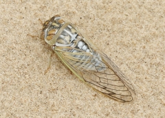 Megatibicen harenosus