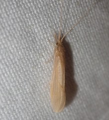 Oecetis ochracea