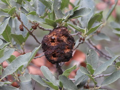 Andricus montezumus