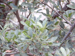 Quercus oblongifolia