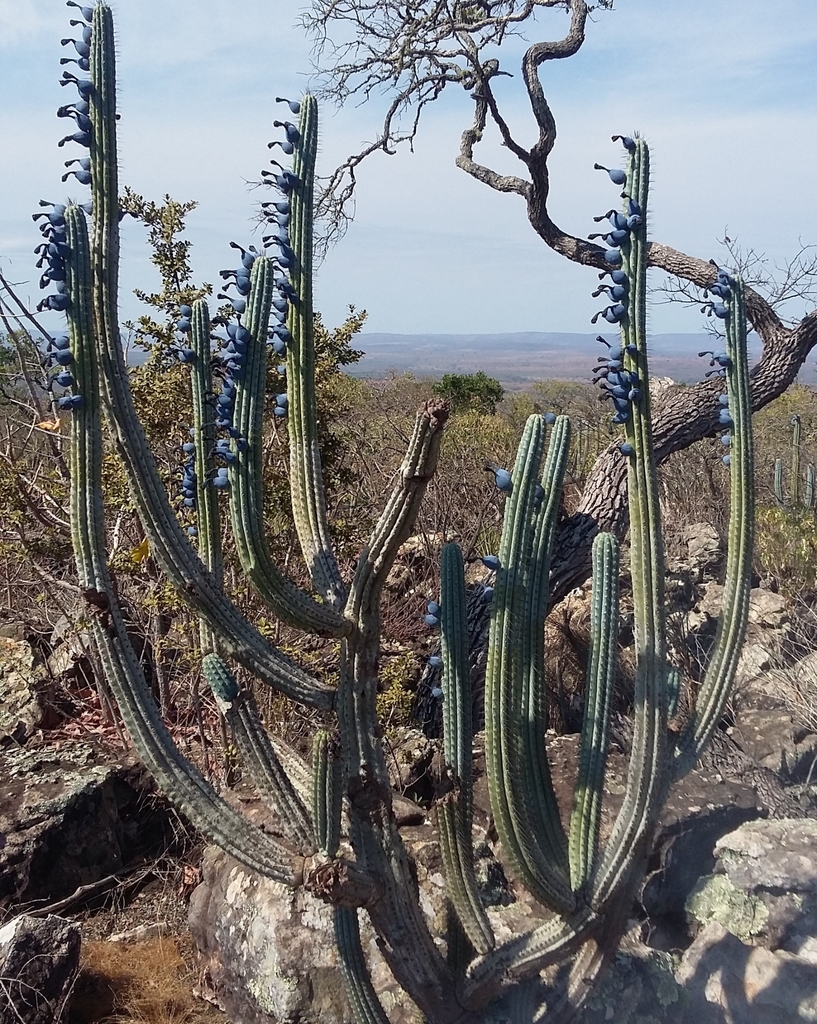 Cipocereus bradei (Backeb. & Voll) Zappi & N.P.Taylor 2