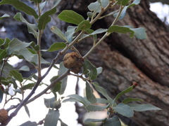 Andricus montezumus