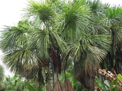 Mauritia flexuosa