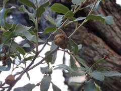 Andricus montezumus
