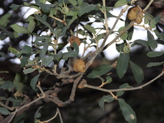 Andricus montezumus
