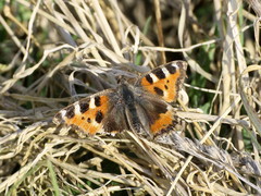 Aglais urticae