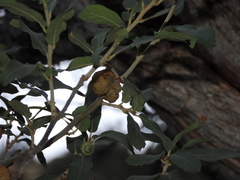 Andricus montezumus